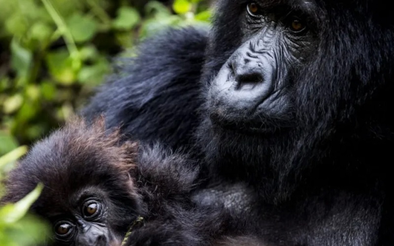 7 Day Land of a Thousand Hills Rwanda Gorilla & Safari Tour